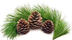 PINE TYPE *NEW FALL SCENTS*