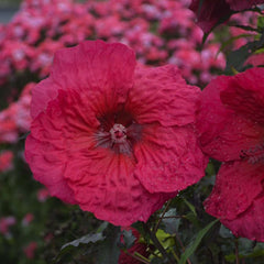 PLUM FANTASY TYPE