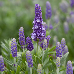 LAVENDER TYPE
