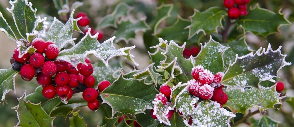 CHRISTMAS HOLLY TREE TYPE *NEW FALL SCENTS*