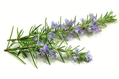 ROSEMARY ESSENTIAL OIL