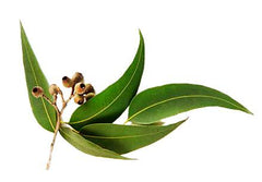 EUCALYPTUS ESSENTIAL OIL