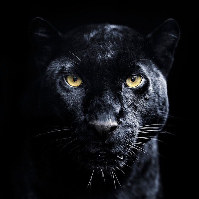 PANTHERS TYPE