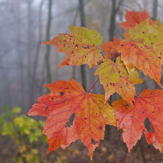 MOUNTAIN LEAVES TYPE
