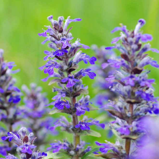 PATCHOULI TYPE