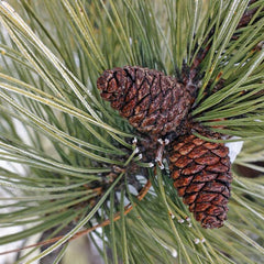 PINE TYPE