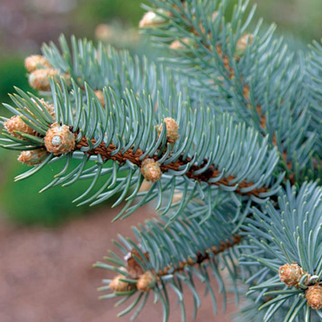 PINE NEEDLES TYPE