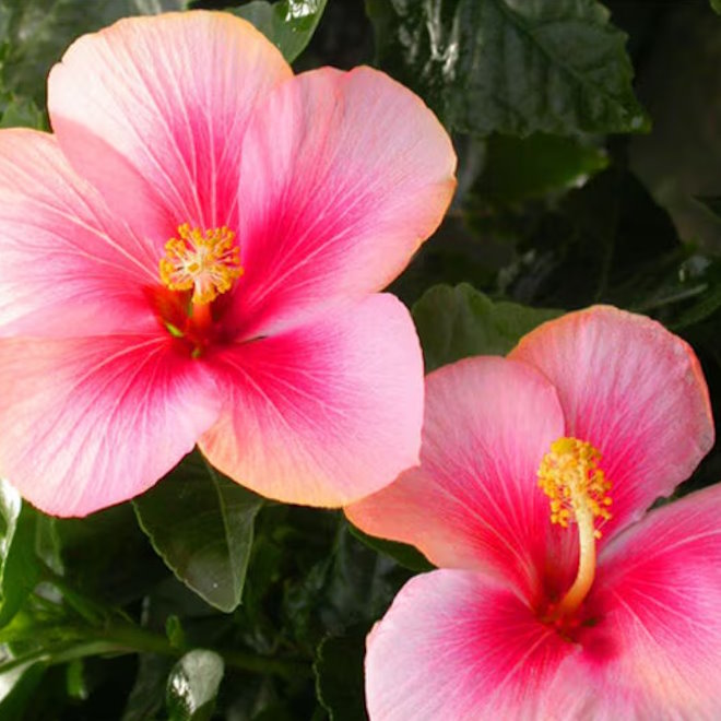 PINK HIBISCUS TYPE